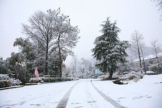 雪景,大雪,童话,树林,树木,自然,户外