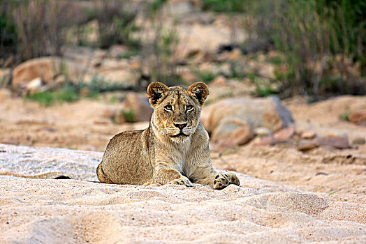 狮子,成年,女性,休息,卧,看,干枯河床,沙子,禁猎区,克鲁格国家公园,南非,非洲
