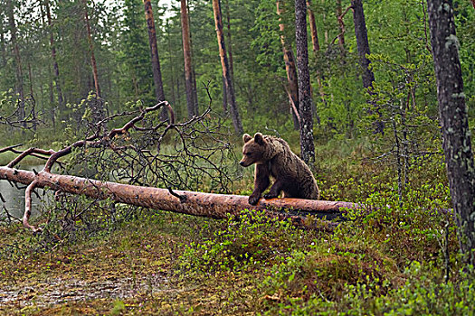 棕熊,攀登,上方,树干,北方,卡瑞里亚,芬兰,欧洲