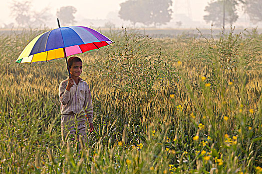 印度,男孩,走,彩色,伞