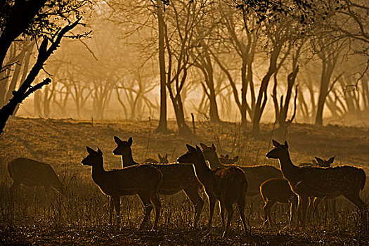 牧群,雌性,斑点,鹿,轴,花鹿,逆光,站立,警惕,树林,黎明,拉贾斯坦邦,国家公园,印度,亚洲