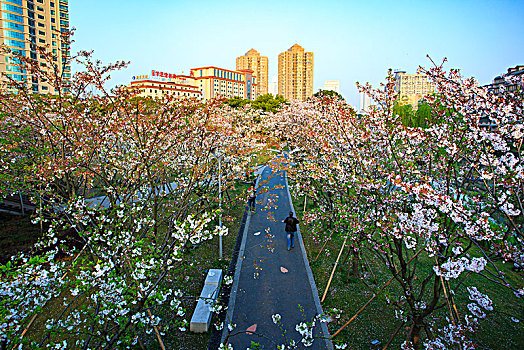 俯瞰,阳光,道路,行人