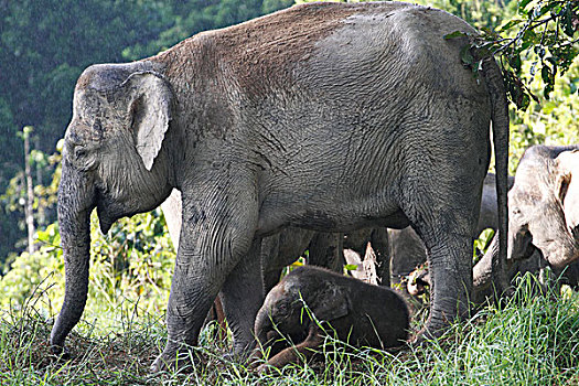 亚洲象,象属,新生,马来西亚