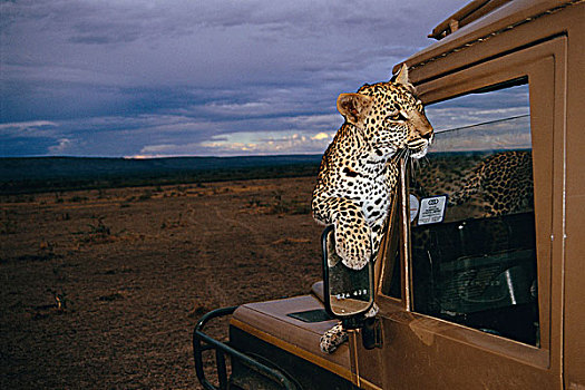 豹,坐,引擎盖,陆虎,马赛马拉,肯尼亚