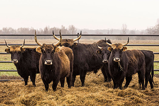 牛,母牛,公牛,厩,自然公园,公园,萨克森安哈尔特,德国,欧洲