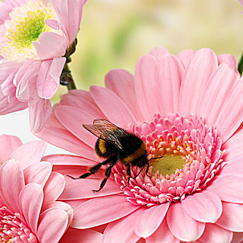 蜜蜂,粉色,大丁草