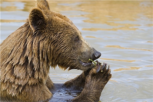 熊,进食