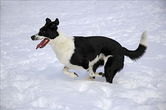 博德牧羊犬,狗,雪中