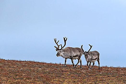 两个,斯瓦尔巴特群岛,驯鹿,走,山脊,秋天,朗伊尔城,斯匹次卑尔根岛,挪威,欧洲