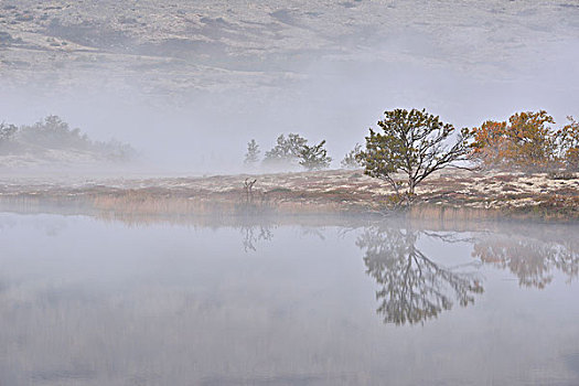 树,晨雾,湖,国家公园,挪威,欧洲