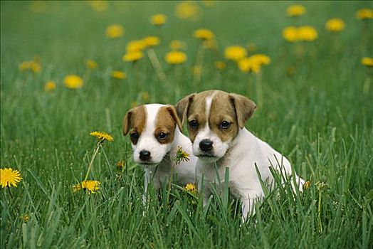 杰克罗素狗,梗犬,狗,两个,小狗,草丛,蒲公英