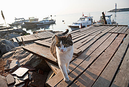 猫,走,码头