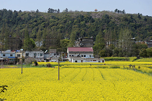 油菜花