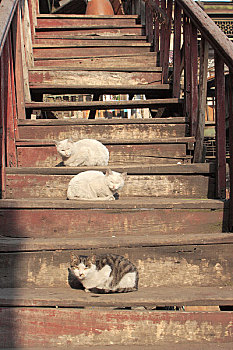 黑龙江哈尔滨道外老旧民居大杂院晒太阳的猫