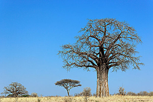 非洲,猴面包树,塔兰吉雷国家公园,坦桑尼亚
