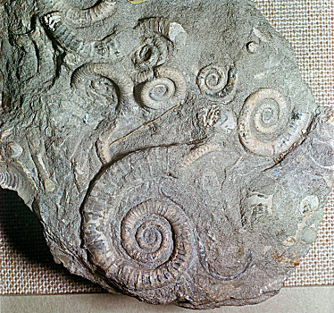 科加斯侏罗纪化石图片