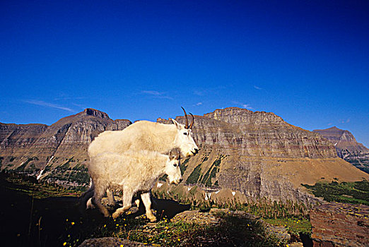 石山羊,幼小,冰川国家公园,蒙大拿