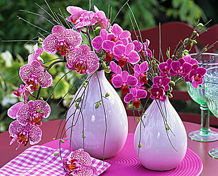 粉色,兰花,蝴蝶兰属,扫帚,花瓶