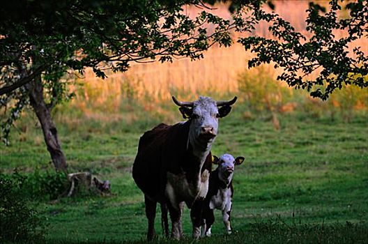母牛,幼兽,瑞典