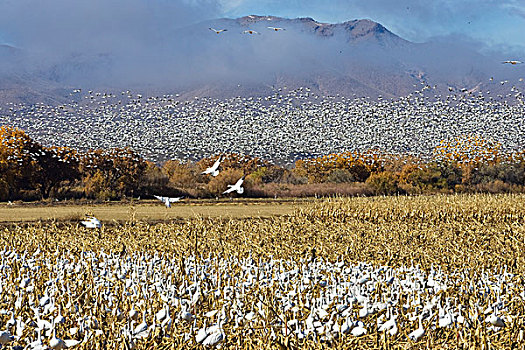 雪雁,野生动植物保护区,新墨西哥,美国