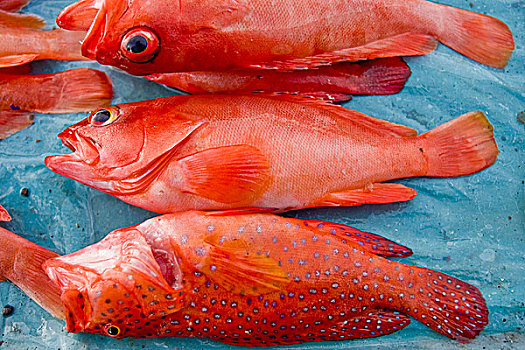 鱼肉,港口,印度尼西亚