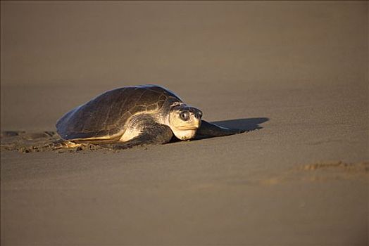 橄榄龟,太平洋丽龟,女性,海洋,产卵,太平洋海岸,瓦哈卡,墨西哥