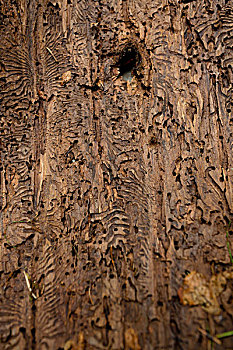 左边,树上,树皮,甲虫,巴伐利亚森林国家公园,德国