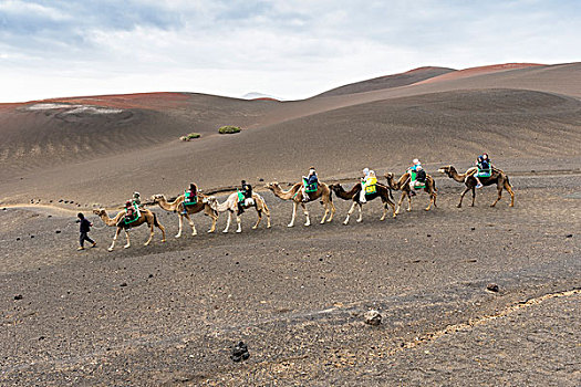骆驼,骑,兰索罗特岛,加纳利群岛,西班牙,欧洲