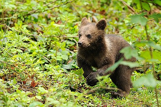 幼兽,棕熊,巴伐利亚森林,德国