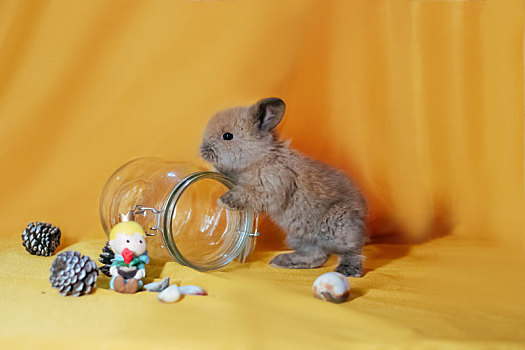玻璃瓶上的小兔