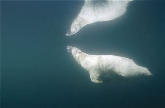 北极熊,游泳,反射,水面,加拿大