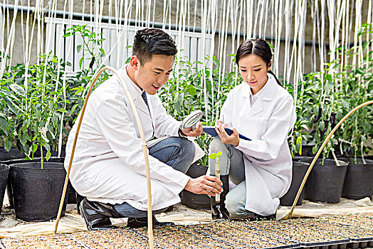 正在大棚里进行科学研究的青年男女