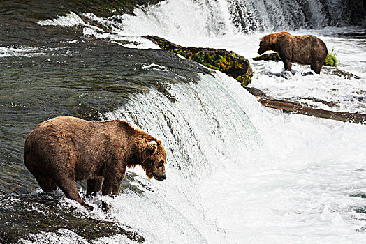 两个,棕熊,捕鱼,布鲁克斯河,看,等待,高处,仰视,溪流,瀑布,阿拉斯加,美国