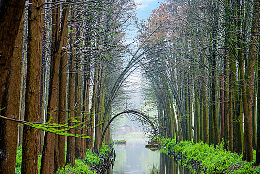 江苏省泰州市兴化市李中水上森林公园飞翔的白鹭