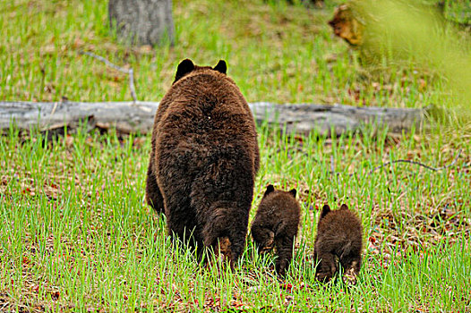 美洲黑熊,母兽,幼兽