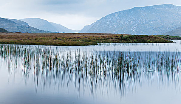 芦苇,反射,平静,水,国家公园,多纳格,爱尔兰