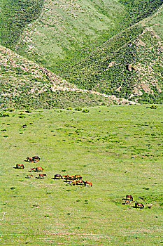 新疆那拉提草原成群的骏马