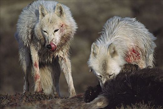 北极狼,狼,幼仔,麝牛,杀死,艾利斯摩尔岛,加拿大