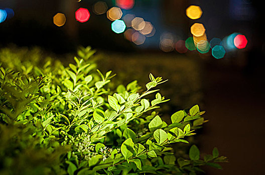 夜晚的绿叶