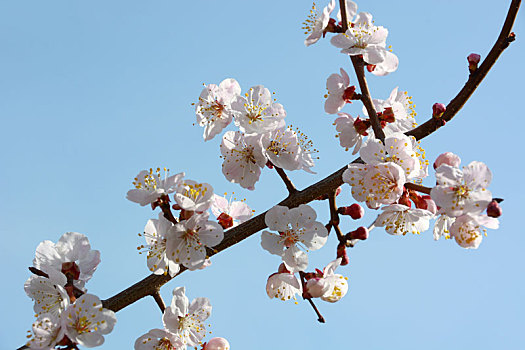 杏花,白花,小白花,粉花,五个花瓣,春天