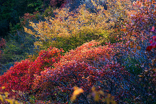秋天漫山红遍的黄栌树,山东省青州市天赐山