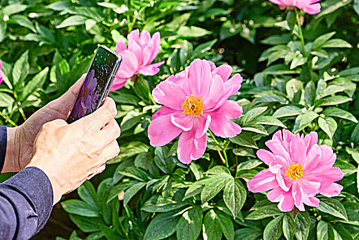用手机为花拍照