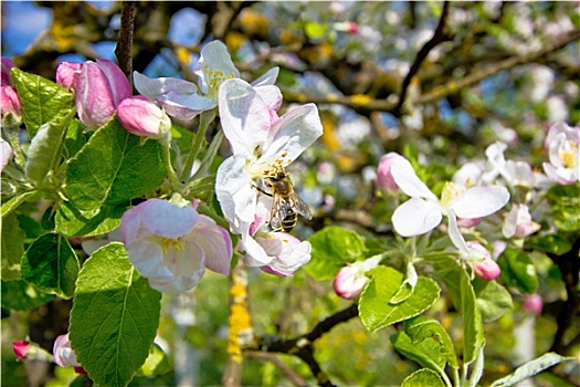 蜜蜂,花,树,春天