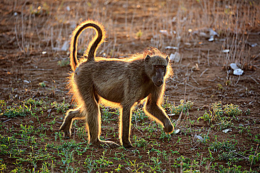 南非大狒狒,豚尾狒狒,成年,逆光,女性,日落,克鲁格国家公园,南非,非洲