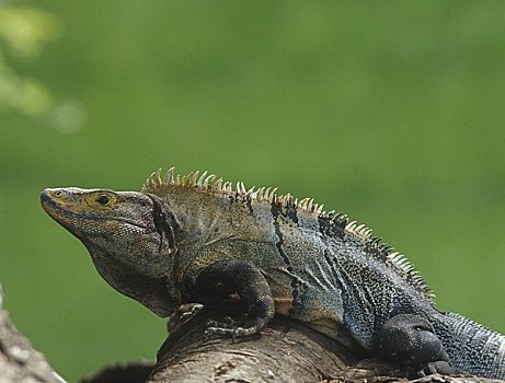 鬣蜥蜴,美洲鬣蜥科,站立,树,肢体,绿色背景,两个,蜥蜴,排,脊椎,背影,尾部,眼,头部,哥斯达黎加,省