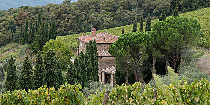 俯视图,房子,葡萄园,托斯卡纳,意大利