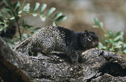 岩松鼠,成年,州立公园,丘陵地区,德克萨斯,美国