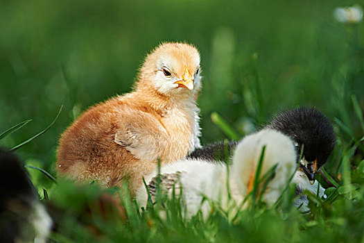 驯服,鸡,红原鸡,幼禽,草地,正面,站立,看镜头