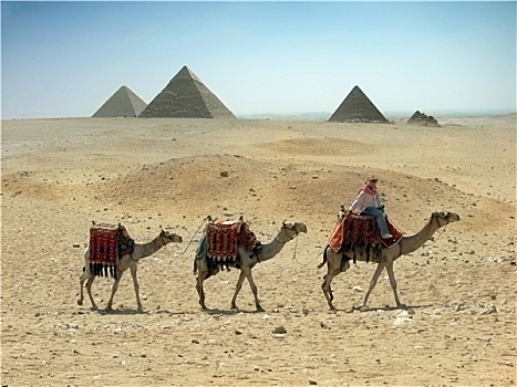 三个,骆驼,房车,沙漠,靠近,金字塔,埃及
