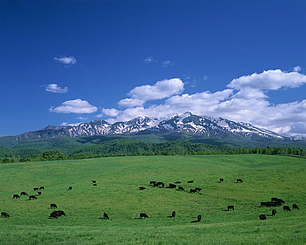 牧场,山